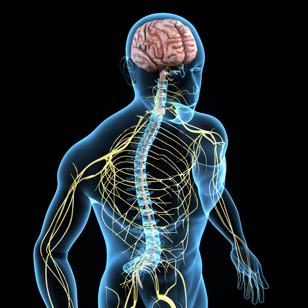 Aceites Esenciales para el Equilibrio del Sistema Nervioso Vegetativo: Recuperación del Tono Vagal y Modulación del Estrés Crónico