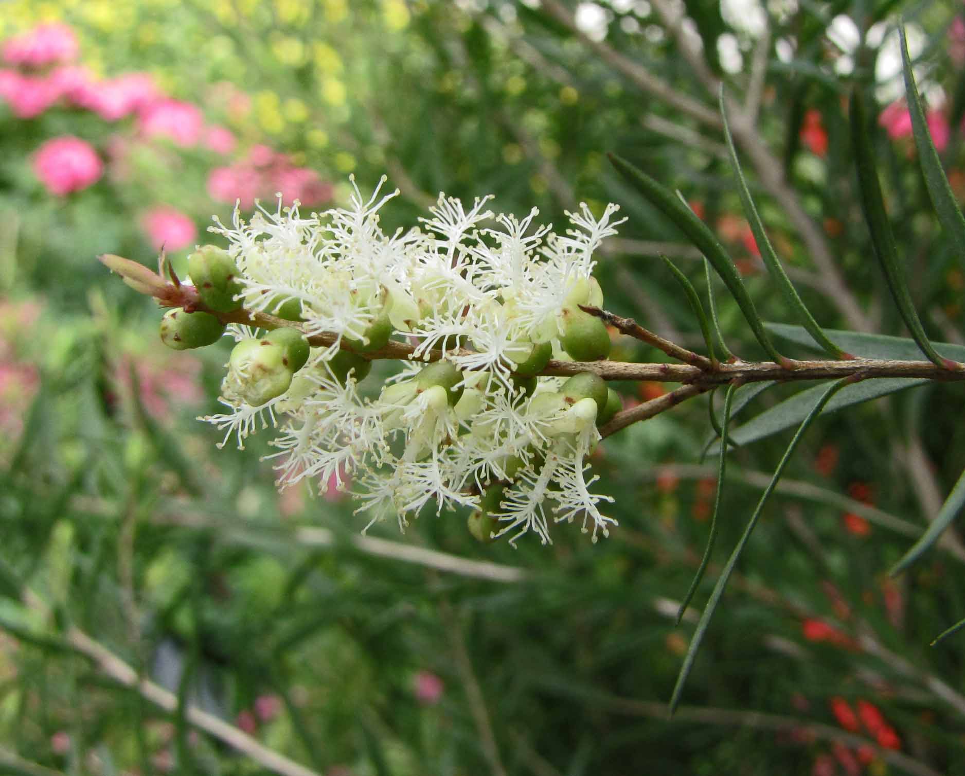 Aceites Esenciales para el Árbol de Té: Guía Completa de Propiedades, Usos y Beneficios